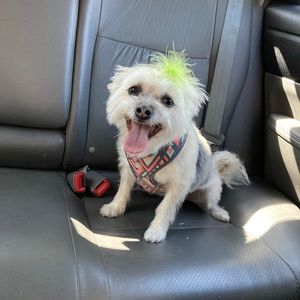 Meet your Posher, Jillian